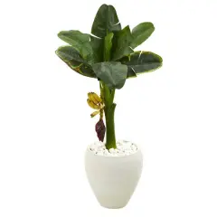 3ft. Banana Tree in White Planter