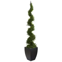 6ft. Cypress Spiral Tree in Black Planter