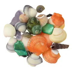 3.5oz. Dyed & Natural Shell Mix by Ashland&reg;