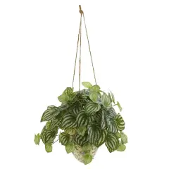 24" Watermelon Peperomia Plant in Hanging Vase