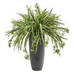 2.75ft. Spider Plant in Gray Cylinder Planter