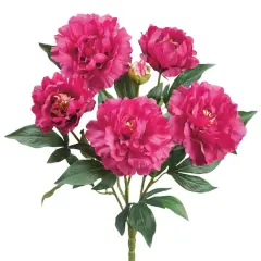 Dark Pink Peony Bush 