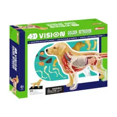 4D Vision&trade; Golden Retriever Anatomy Model