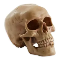 7" Grinning Highly Realistic Replica Human Skull Statue Home D&eacute;cor