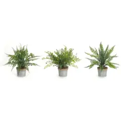 14.5" Fern Plant in Tin Pot Set 