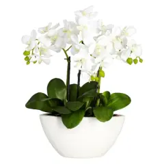 15" Phalaenopsis Arrangement in White Bowl Vase