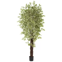 7.5ft. Potted Variegated Mini Ficus Tree