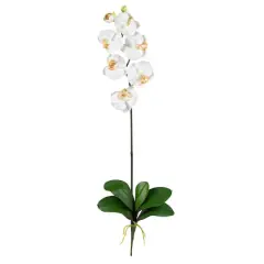 White Moth Orchid Stem, 12ct.