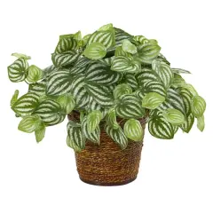 13" Watermelon Peperomia Artificial Plant in Basket