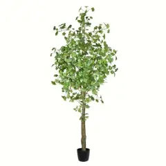 7ft. Potted Ginkgo Tree