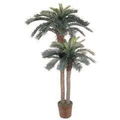6ft. Sago Palm Double Tree in Wicker Basket Pot
