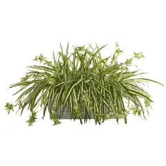 3.5ft. Spider Plant Arrangement Plant in Stone Planter