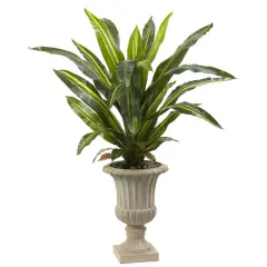 5ft. Dracaena Plant in Urn