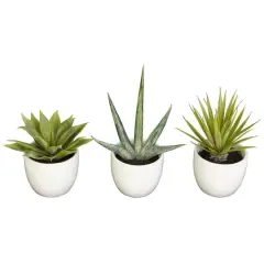 Potted Agave Plant Collection 3ct.