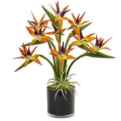 24" Bird of Paradise Arrangement in Black Glossy Cylinder