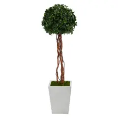 4ft. English Ivy Single Ball Topiary in White Metal Planter