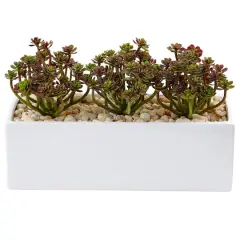 8'' Sedum Arrangement in White Planter