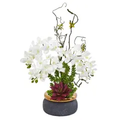 21" Potted Moth Orchid & Succulent Arrangement White