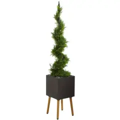 5.5ft. Cypress Spiral Topiary Tree in Black Planter with Stand