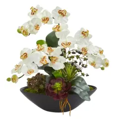 21" Moth Orchid & Mixed Succulent Garden Arrangement in Black Vase Cream