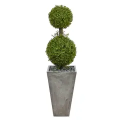 4ft. Double Boxwood Topiary Tree in Cement Planter