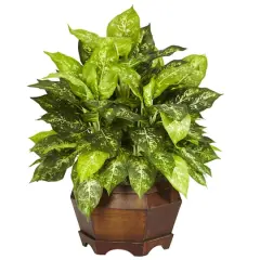 2ft. Variegated Dumb Cane Plant in Large Hexagon Planter