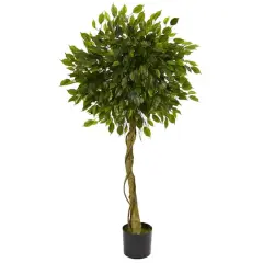 5ft. Potted Ficus Topiary