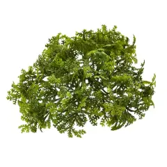Green Moss Bush, 12ct.
