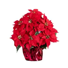 19" Artificial Poinsettia Arrangement in Red Wrapped Planter