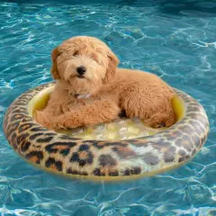 PoolCandy 36" Leopard Pet Float