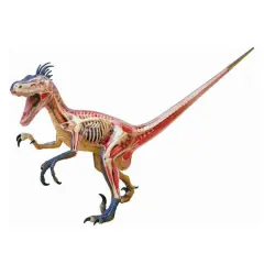 4D Vision&trade; Velociraptor Anatomy Model