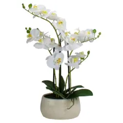 22" White Orchid Plant in White Oval Pot