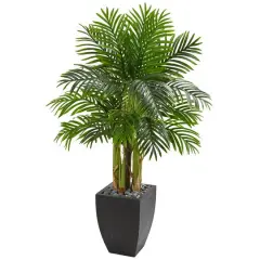 5ft. Kentia Palm Tree in Black Planter