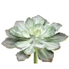 Soft Touch Dark Green & Gray Echeveria Pick