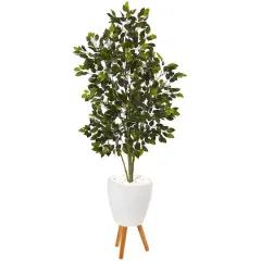 5ft. Ficus Tree in White Planter with Stand