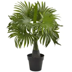 15.5" Potted Mini Fountain Palm Plant