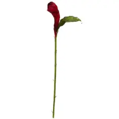 Red Ginger Flower Stem, 3ct.