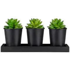10" Potted Succulents with Wood Planter Set