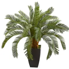 2.5ft. Cycas In Black Planter
