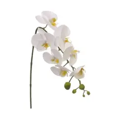 White Phalaenopsis Orchid Spray