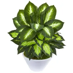 21" Golden Dumb Cane in White Planter