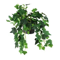8" Potted Green Mini Spring Ivy Bush