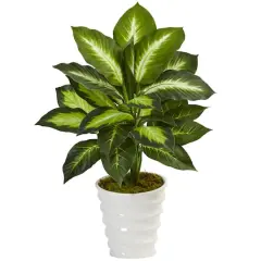 22" Potted Dieffenbachia in White Decorative Planter