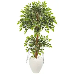 5ft. Variegated Ficus Tree in White Planter