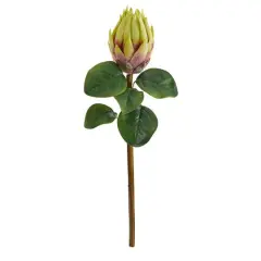 Green King Protea Stem, 4ct.