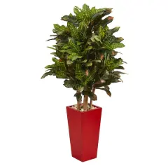 4ft. Croton Plant in Red Planter