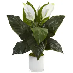2ft. Peace Lily Plant in Glossy Glass Planter