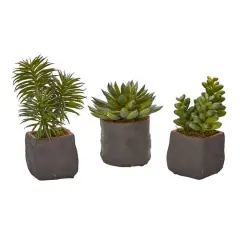 8" Succulent Trio in Gray Planter