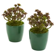 8" Sedum in Green Planter, 2ct.