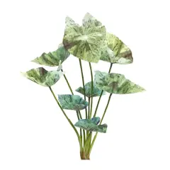 18.5" Green Varigated Caladium Foliage Bushes, 6ct.